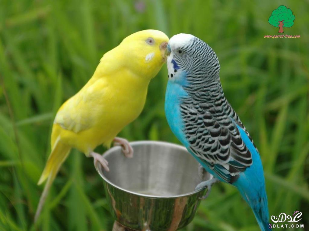 صور طيور جميلة.صور طيور بألوان رائعه.