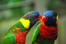 صور طيور جميلة.صور طيور بألوان رائعه.