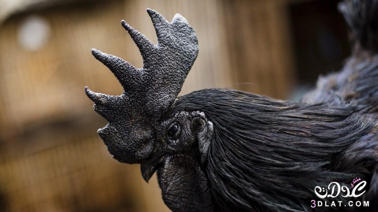الدجاج الأسود يدر ثروة على أصحابه في إندونيسيا.تعرفى على الدجاج الاسود