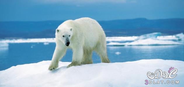 الدب القضبي ، تكيف الدب القضبي ، معلومات عن الدب القضبي 2024