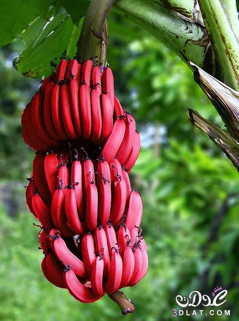 بالصورتعرف على الموز الاحمر, معلومات عن الموز الاحمر, اين يزرع الموز الاحمر