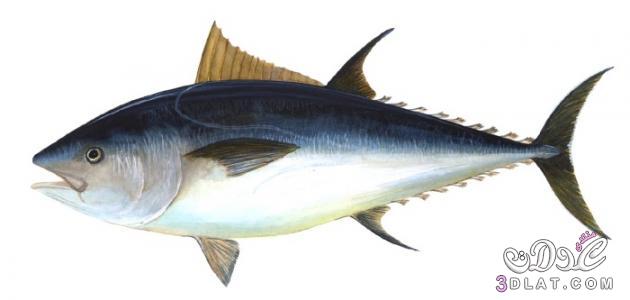 شكل سمك التونة