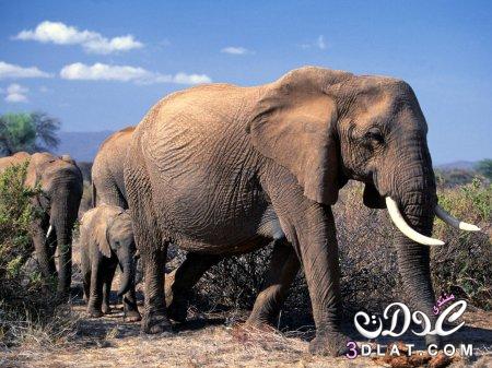 افيال لطيفه,صور افيال في الغابه,افيال جميله,صور افيال جميله2024,صور افيال 2024