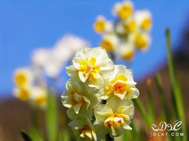 بالصور : أجمل زهور النرجس,مجموعة مميزة من أزهار النرجس,صور جميلة لزهرة النرجس