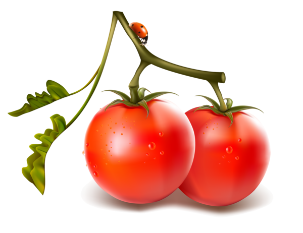 سكرابز طماطم للتصميم للفوتوشوب بدون تحميل ، سكرابز طماطم بخلفيه شفافه حصري