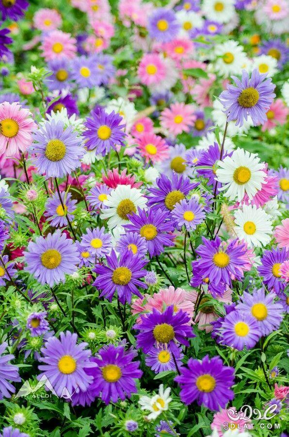 زهور وورود رقيقة وناعمة وبجودة عالية..صور زهور الربيع الرائعة