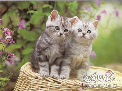 صور قطط جميله اجمل صور القطط صور قطط تجنن قطط كيوت