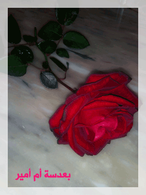 الوردة الحمرة ـ بطاقات  مميزة  بعدستي ـ احلى وردة التقطتها عدستي