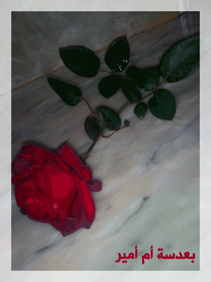 الوردة الحمرة ـ بطاقات  مميزة  بعدستي ـ احلى وردة التقطتها عدستي