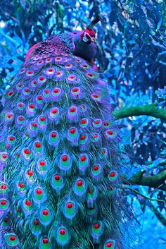 صور طاووس رائعة , أجمل طائر
