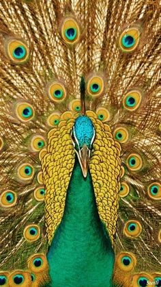 صور طاووس رائعة , أجمل طائر