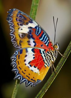 صور فراشات رائعة , photos de bels papillons
