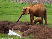غرائب الحيوانات .. فيلة تنقذ طفلها من الغرق وتعلمه خطأه