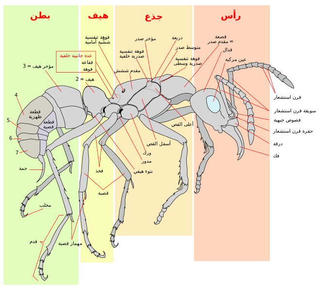 عالم الحشرات النافعه والضارة ,معلومات عن انواع الحشرات