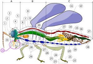 عالم الحشرات النافعه والضارة ,معلومات عن انواع الحشرات
