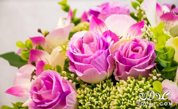 صور ازهار وورود غايه في الجمال , اجمل صور للازهار الطبيعيه والمميزه