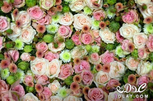 صور ازهار وورود غايه في الجمال , اجمل صور للازهار الطبيعيه والمميزه