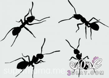 14 خطوة فعالة للقضاء على النمل من المنزل